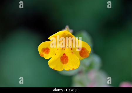 Hybrid-Blume: Hybrid Monkeyflower & Blutstropfen Emlets (Mimulus Guttatus X Mimulus Luteus) Stockfoto