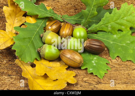 Herbst Hintergrund mit Eichel Früchten auf grüne und gelbe Eichenblätter Stockfoto