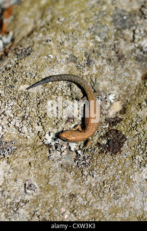 Gemeinen Eidechse (Lacerta Vivipara), auch bekannt als die vivipare Eidechse Stockfoto