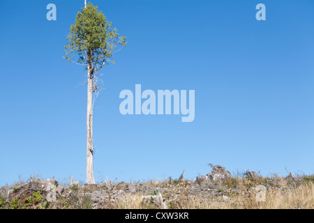 Ein Baum steht in einer klaren Schnitt auf Vancouver Island. Stockfoto