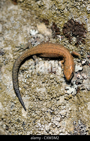 Gemeinen Eidechse (Lacerta Vivipara), auch bekannt als die vivipare Eidechse Stockfoto