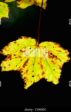 Blätter von einer Platane Farbveränderung während der Herbst oder Herbst Saison Stockfoto