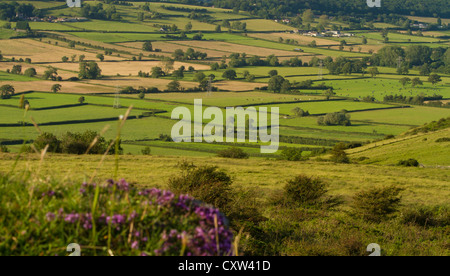 Patchwork-Felder in Somerset, England.  Blick vom Gauner Peak. Stockfoto