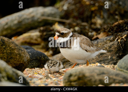 Erwachsenen Flussregenpfeifer Regenpfeifer mit Küken, Charadrius Hiaticula, Fetlar, Shetland-Inseln, Schottland Stockfoto