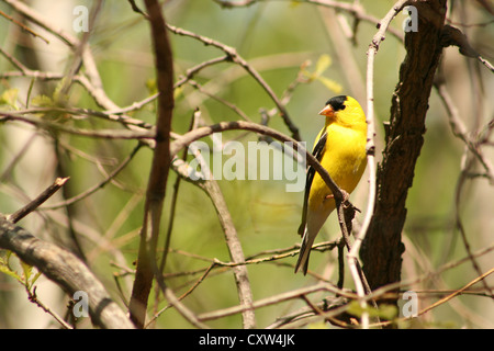 Eine helle gelbe und schwarze männliche amerikanische Stieglitz thront in der Branche von einer Birke im Frühjahr in Winnipeg, Manitoba, Kanada Stockfoto