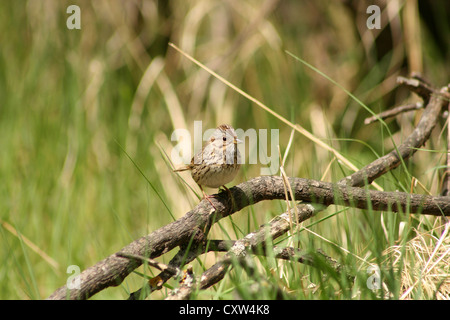Ein kleiner Fink genannt eine Kiefer Zeisig thront auf dem Ast einen umgestürzten Baum im Frühjahr in Winnipeg, Manitoba, Kanada Stockfoto