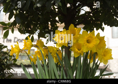 Frühling-Narzissen vor Dorchester Hotel in Park Lane London England Stockfoto