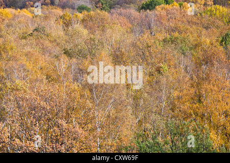 gelbe umgestürzte Bäume im herbstlichen Wald landschaftlich Stockfoto