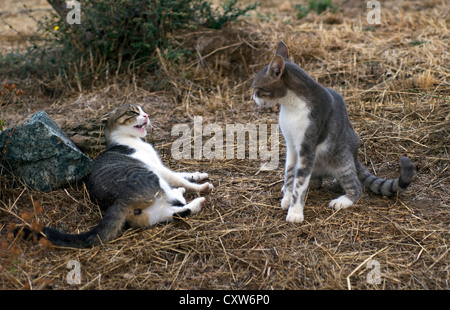 Zwei polternden Katzen Stockfoto