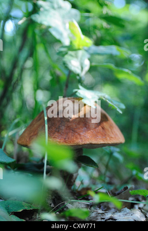 Leccinum Aurantiacum (rot-capped Scaber Stiel) Stockfoto