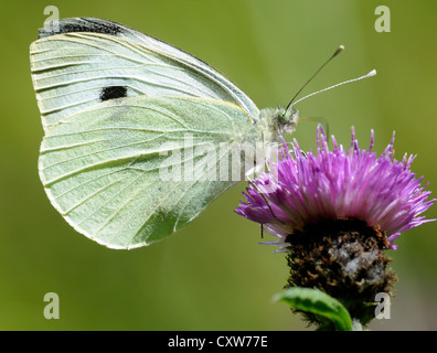 Großer weißer Schmetterling (Pieris Brassicae) an einer Flockenblume Blüte. Bedgebury Wald, Kent, UK. Stockfoto