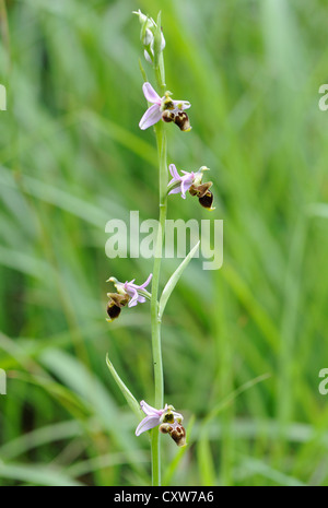 Blütenstand einer Biene Orchidee (Ophrys Apifera).  Colunga, Asturien, Spanien. Stockfoto