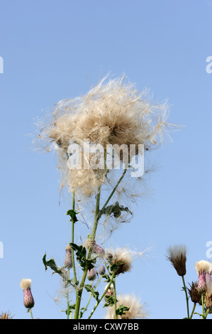 Samenkorn-Köpfe und flaumigen Samen von Creeping Thistle (Cirsium Arvense). Bedgebury Wald, Kent, UK. Stockfoto