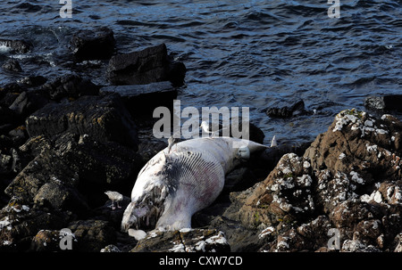 Ein toter Zwergwal (Balaenoptera Acutorostrata) angespült auf den Felsen. Stockfoto