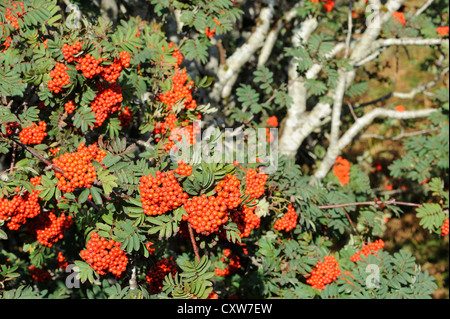 Rote Beeren von Rowan, Eberesche (Sorbus Aucuparia) Baum. Isle of Mull, Argyll and Bute, Scotland, UK. Stockfoto