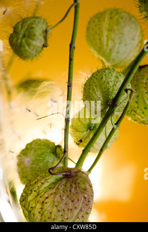 Des Bischofs Kugeln oder Swan Pflanze oder Ballon Pflanze oder Riesen Schwan Wolfsmilch GompGomphocarpus Physocarpus und Asclepias physocarpu Stockfoto