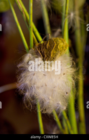 Des Bischofs Kugeln oder Swan Pflanze oder Ballon Pflanze oder Riesen Schwan Wolfsmilch GompGomphocarpus Physocarpus und Asclepias physocarpu Stockfoto