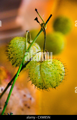 Des Bischofs Kugeln oder Swan Pflanze oder Ballon Pflanze oder Riesen Schwan Wolfsmilch GompGomphocarpus Physocarpus und Asclepias physocarpu Stockfoto