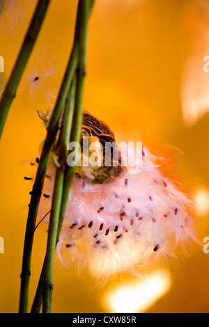 Des Bischofs Kugeln oder Swan Pflanze oder Ballon Pflanze oder Riesen Schwan Wolfsmilch GompGomphocarpus Physocarpus und Asclepias physocarpu Stockfoto