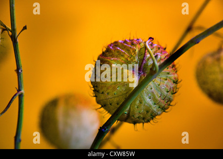 Des Bischofs Kugeln oder Swan Pflanze oder Ballon Pflanze oder Riesen Schwan Wolfsmilch GompGomphocarpus Physocarpus und Asclepias physocarpu Stockfoto