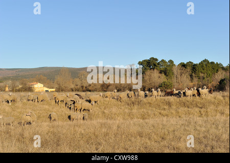 Hausschafe (Rasse: Arles Merino oder Provence Merino) (Ovis Aries) Herde Weiden im Winter in der Gegend des Mont Ventoux Stockfoto