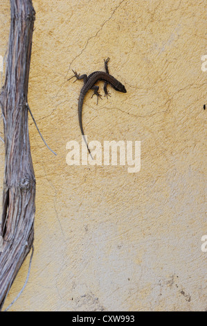 Gemeinsamen Mauereidechse - Europäische Mauereidechse (Podarcis Muralis) an der Wand eines Hauses Stockfoto