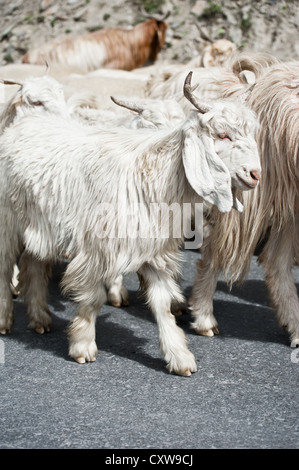 Kaschmir (Pashmina) Ziege von indischen Highland Farm in Ladakh mit Herde weißer Stockfoto