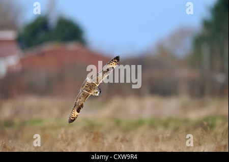 Sumpfohreule (Aseo Flammeus) in freier Wildbahn fliegen Stockfoto