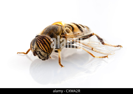 Eristalinus Taeniops Hoverfly isoliert auf weißem Hintergrund Stockfoto
