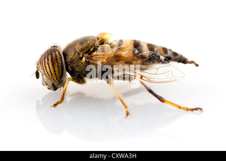 Eristalinus Taeniops Hoverfly isoliert auf weißem Hintergrund Stockfoto