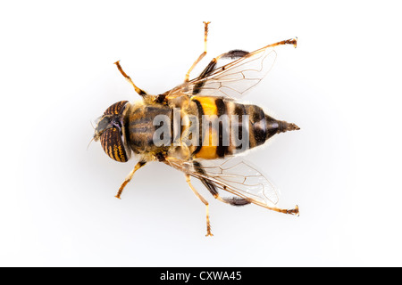 Eristalinus Taeniops Hoverfly isoliert auf weißem Hintergrund Stockfoto