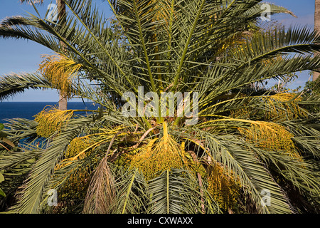 Spitze der Kanarischen Insel Dattelpalme (Phoenix Canariensis) Stockfoto