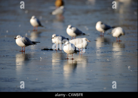 Lachmöwe (Larus Ridibundus) Stockfoto