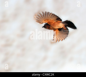 Jay (Garrulus Glandarius) im Flug Stockfoto