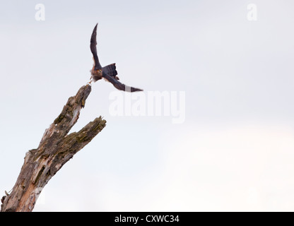 Wilde männliche Sperber (Accipiter Nisus) ausziehen aus Barsch Stockfoto