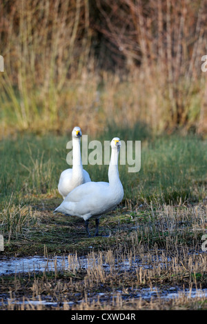 Bewick ´s Swan / Tundra-Schwan (Cygnus Columbianus) Stockfoto