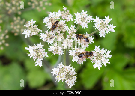 Bienen sammeln Nektar aus Blüten Kuh Petersilie Stockfoto