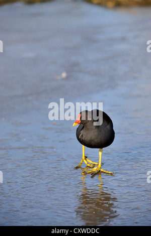 Teichhuhn (Gallinula Chloropus) Stockfoto