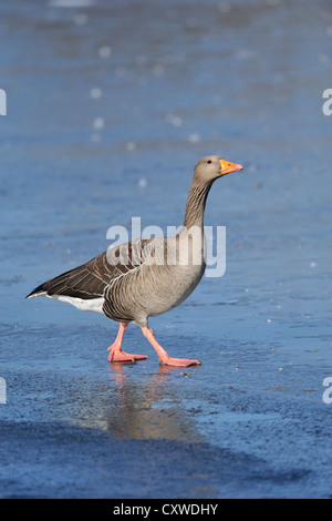 Graugans (Anser Anser) Stockfoto