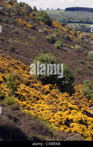 Rowan Bäume und Ginster blühen an den Hängen des Eildon Hills Melrose schottischen Grenzen Schottland Stockfoto