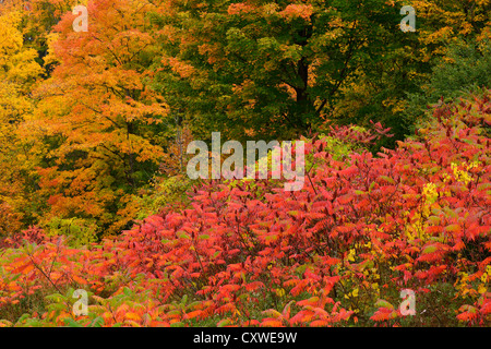 Leuchtend rotes Laub Sumach und Ahorn Bäume in Peak Farbe in den Herbst Vaughan Ontario Kanada Stockfoto