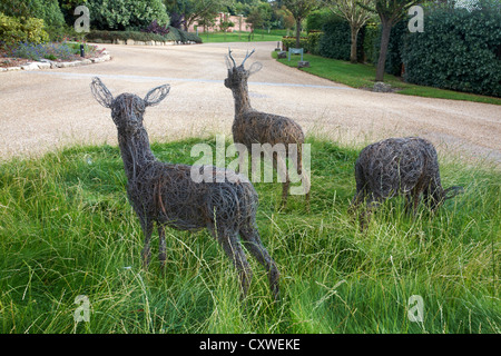 Im September können Sie Hirsche auf dem Gelände des Chewton Glen Hotel & Spa, New Milton, New Forest, Hampshire, Großbritannien, ornamentieren Stockfoto