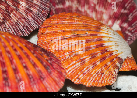 Königliche Jakobsmuschel, Famaly Pectinida, (lat. Cryptopecten Pallium) Stockfoto