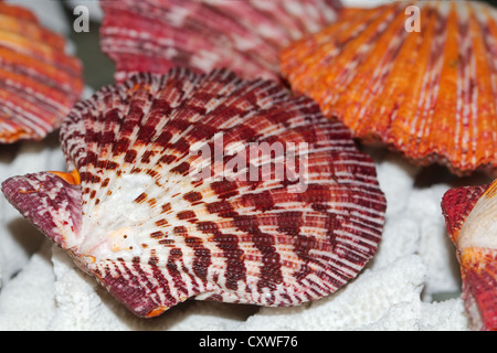 Königliche Jakobsmuschel, Famaly Pectinida, (lat. Cryptopecten Pallium) Stockfoto