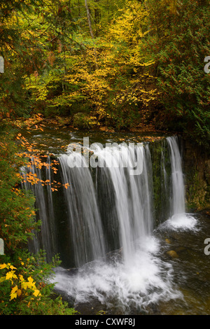 Hoggs fällt auf die Boyne River in Grey County Ontario Teil des Niagara Escarpment mit gelben Herbst Farbe Stockfoto