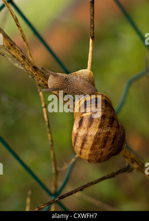 Großen Garten Schnecken - Zaun klettern Stockfoto