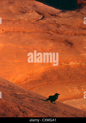 Ein Rabe stehen am Rand der Schüssel hinunter zum Delicate Arch in Utah. Stockfoto