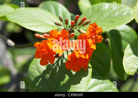 orangen Blüten der Geiger Baum Cordia Sebestena Florida Keys usa Stockfoto