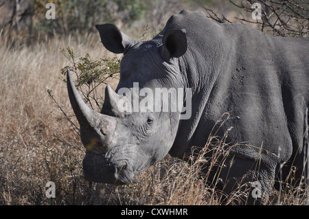 Nashorn im Sabi Sands auf safari Stockfoto