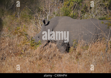 Nashorn im Sabi Sands auf safari Stockfoto